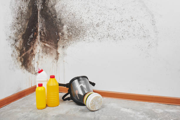 Best Kitchen Mold Remediation in Justin, TX