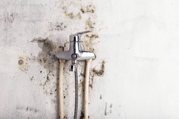 Best Preventive Mold Services in Justin, TX