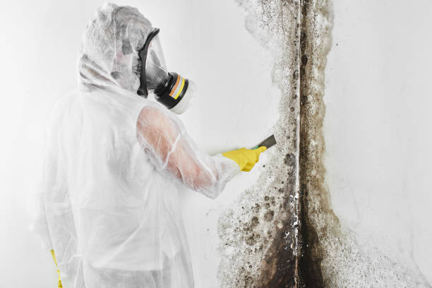 Best Crawl Space Mold Remediation in Justin, TX