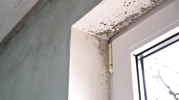 Best Mold Testing and Inspection Services in Justin, TX