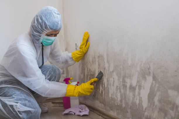 Best Localized Mold Remediation (e.g., coastal areas, humid climates) in Justin, TX