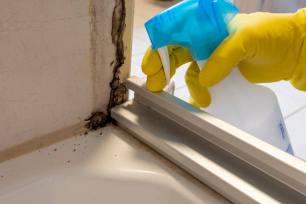Best Health and Safety Mold Remediation in Justin, TX