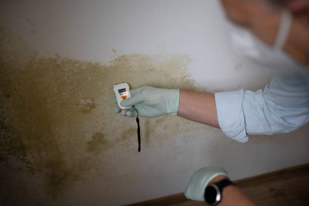 Best Basement Mold Remediation in Justin, TX