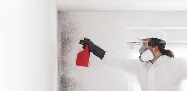 Best Attic Mold Remediation in Justin, TX