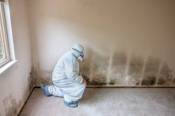 Best HVAC Mold Remediation in Justin, TX