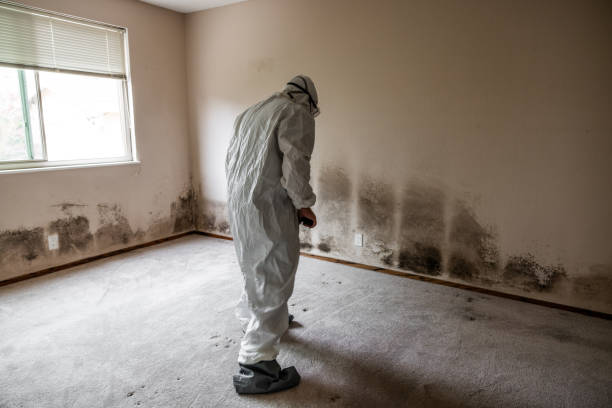 Best Industrial Mold Remediation in Justin, TX