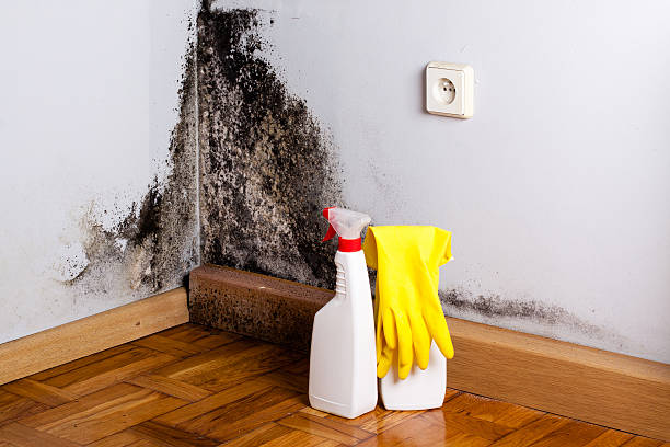 Best Mold Remediation for Schools in Justin, TX