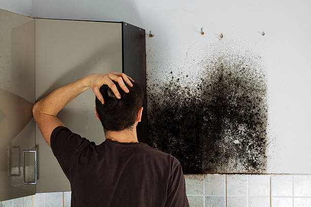 Best Insurance-Related Mold Remediation in Justin, TX