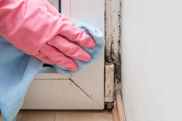 Best Mold Remediation for Specific Building Types in Justin, TX